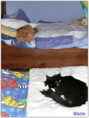 Série "Vos chats , ils dorment où ?" - Page 20 P1010710